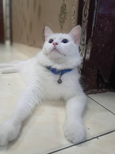 Persian cat blue eyes triple coated