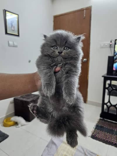 Persian kittens triple coat pair  for sale contact whatsap 03055534678