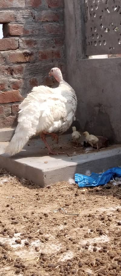 Turky birde pair or do bache