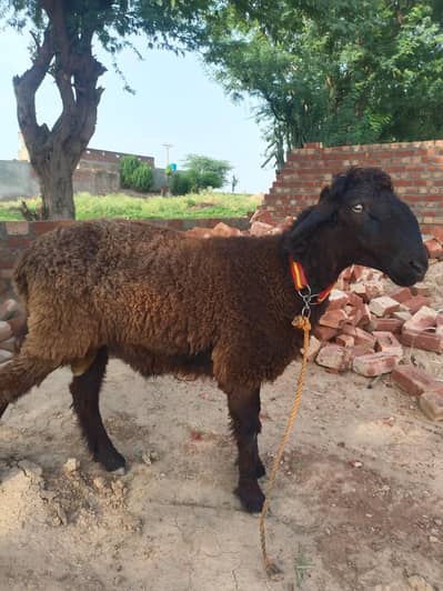 Two Male Sheep's for qurbani 2026  for sale in shakargarh