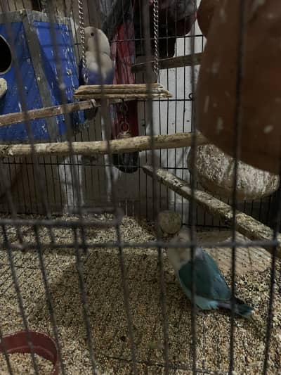 Lovebirds for sale