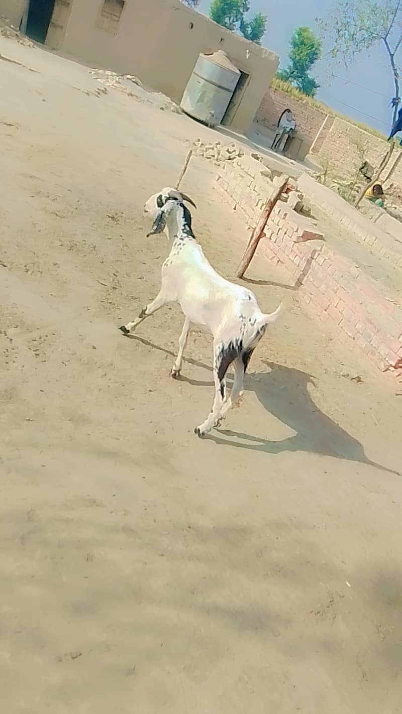ماشاءاللہ نہایت خوبصورت خالص بیتل مکھی چینا بکرا فروخت کیلیے دستیاب ہے 1