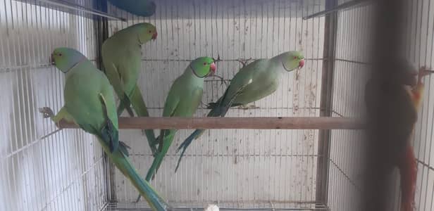 Green Ring Neck Breeder Male