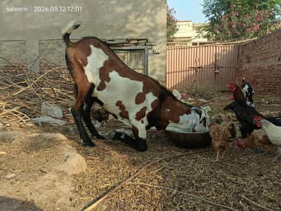 Male goat