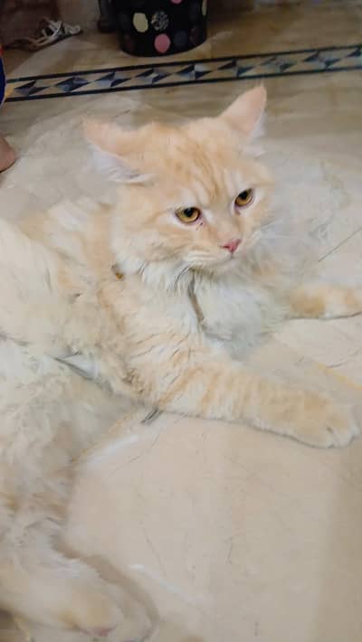 Persian cat