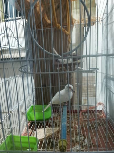 dove age 1 year