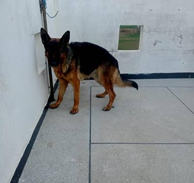 German shepherd female available for sale