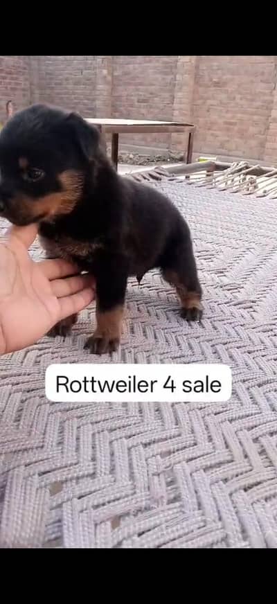 ROTTWEILER MALE PUPPY