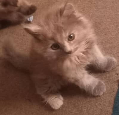 Persian kittens are available for adoption