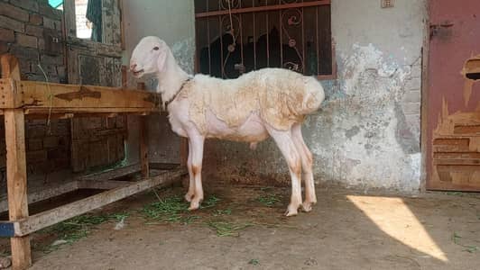 Dumba for sale