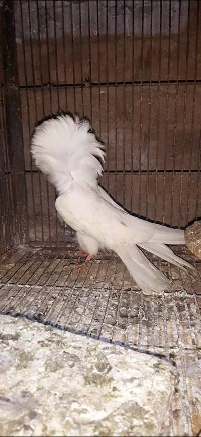 all birds for sale