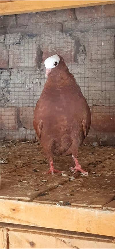 all birds for sale