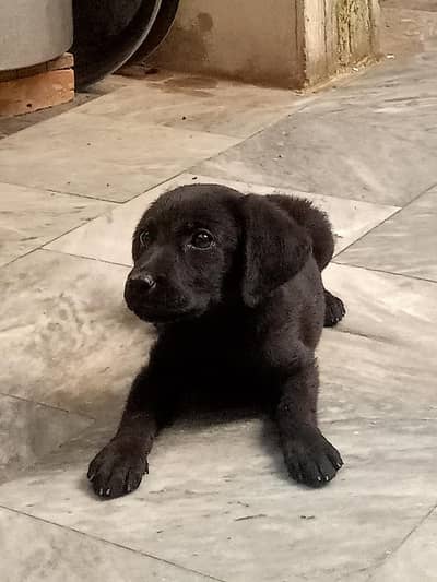 Female Labrador puppy for sale