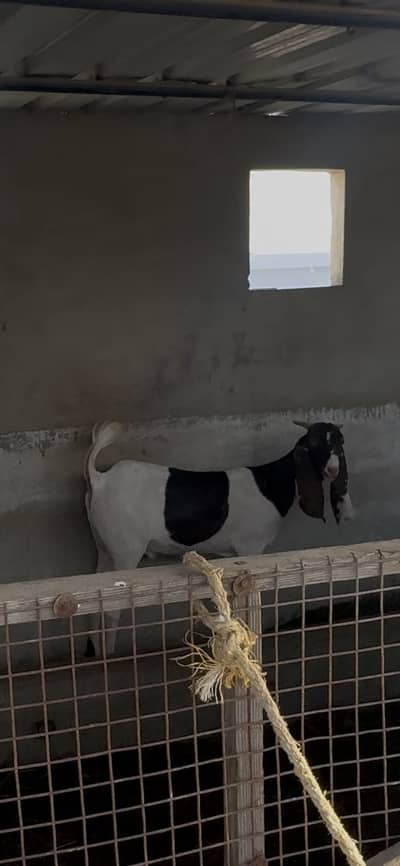 2 dant healthy and active goats