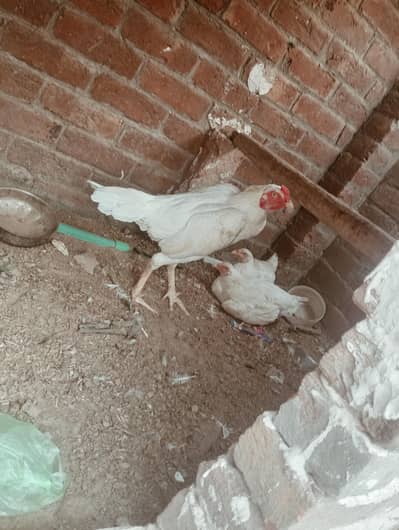 aseel hens