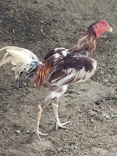Aseel Cock