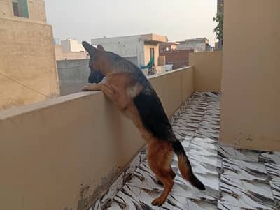 German shepherd