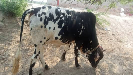 bull for sale