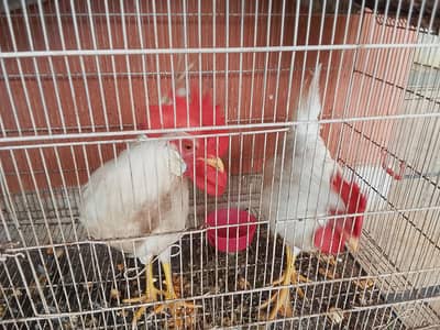 white farmi hens