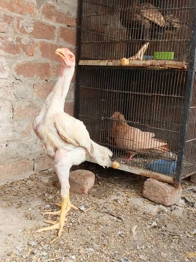 shamo pair and patha