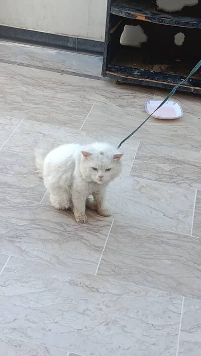 Persian male cat Age 1yr