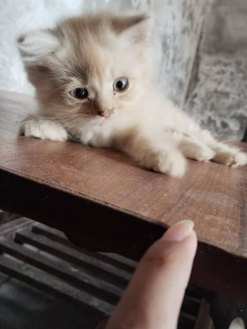 persian kittens for sale 1