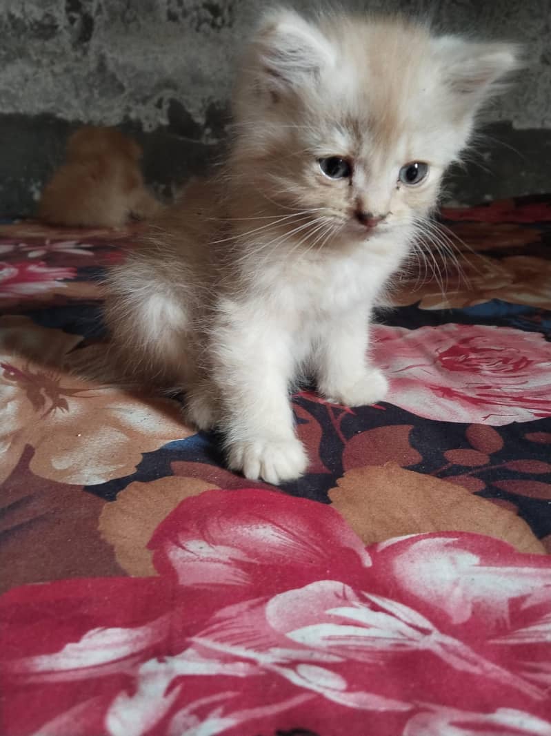 persian kittens for sale 2