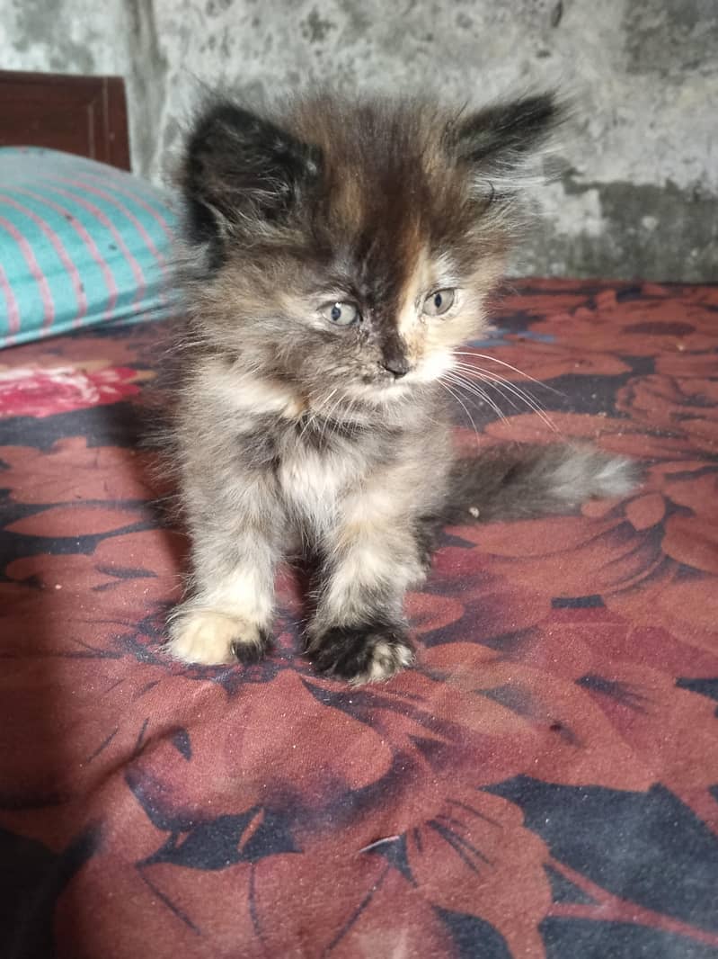 persian kittens for sale 3