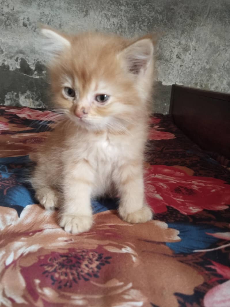 persian kittens for sale 4