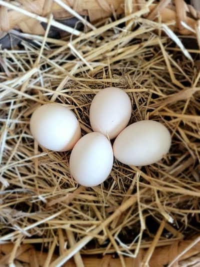 Silkie chicken eggs
