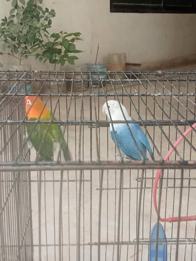 Lovebird and Budgie parrots pair,Urgent for Sale  , Contact now