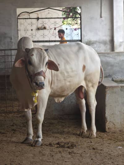 Eid K Tiyar Wachy Bull
