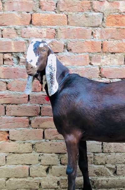 DESI BAKRA JORI FOR SALE GHAR KE PALLE 2 dant