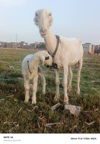 Mundari Breed Sheep