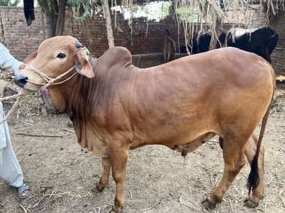 Donda Sahiwal Nasal Bachra| Wacha Bhary | Desi Qurbani Janwar|Bull Cow