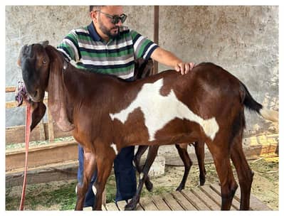 Desi bakra for the sale