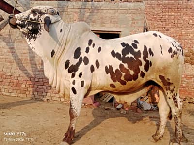 qurbani bull