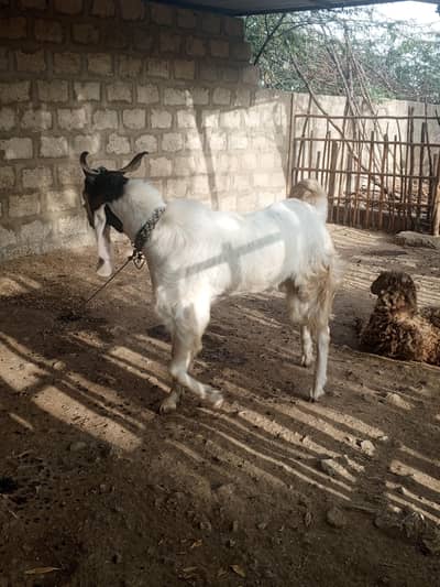 Bakra for Sale