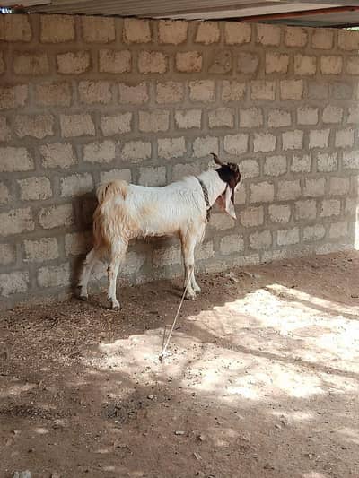 Bakra for Sale