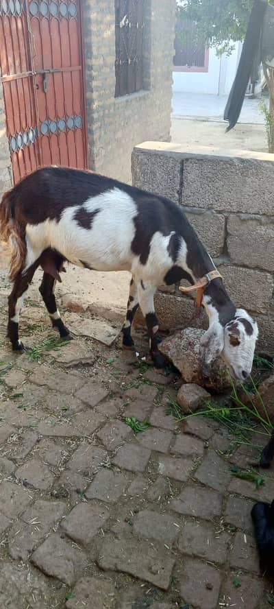 Qurbani KY Liye goat