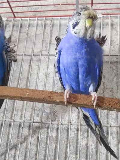 hogo double flower breeder pair
