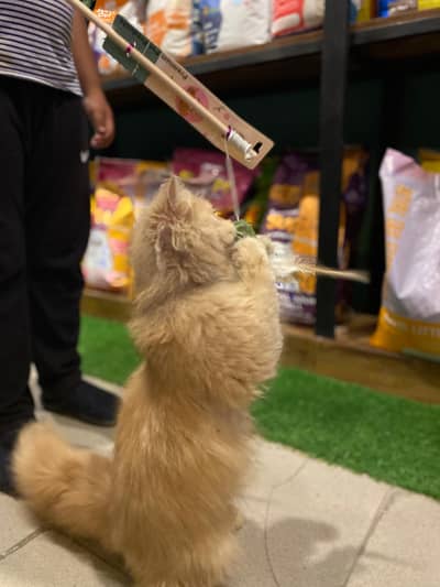 Persian Blue male kitten and Fawn female kitten for sale