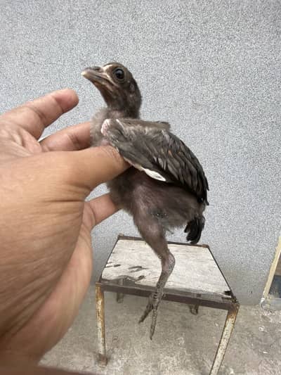 Indian aseel hen with chicks thai cock