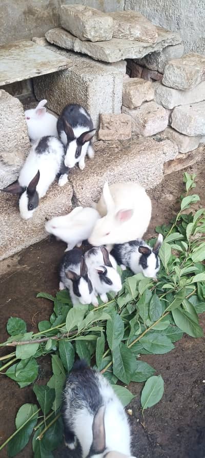 Beautiful Rabbits male and female