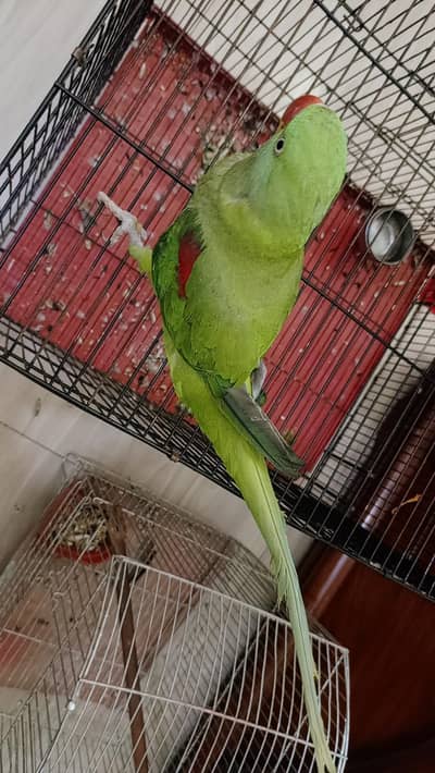 Raw female for sale