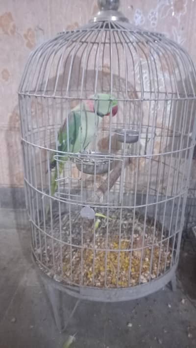 raw parrot