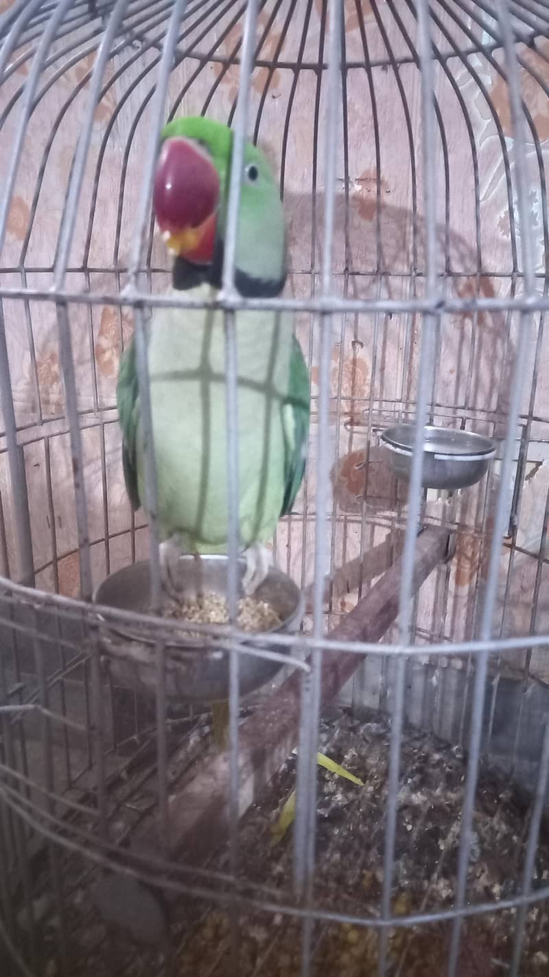 raw parrot 1