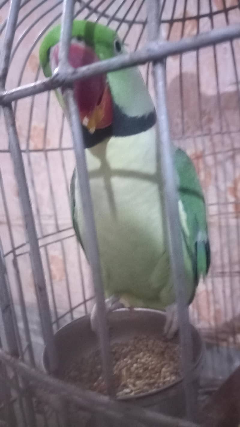 raw parrot 2
