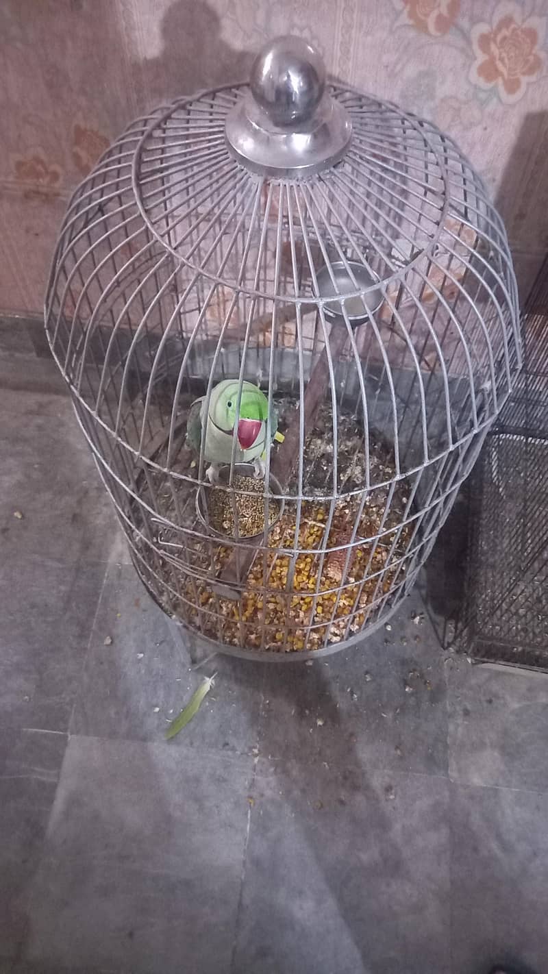 raw parrot 3