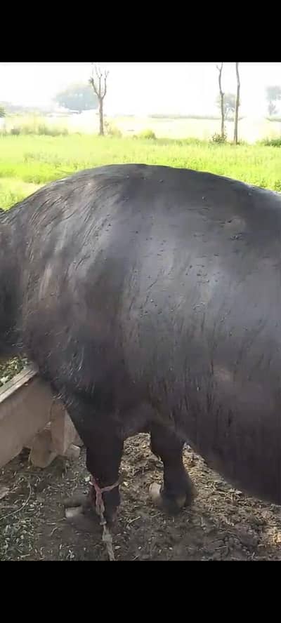 Heavy Weight Male Buffalo for Sale